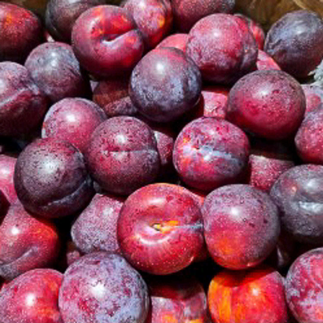 Early Blue Plum