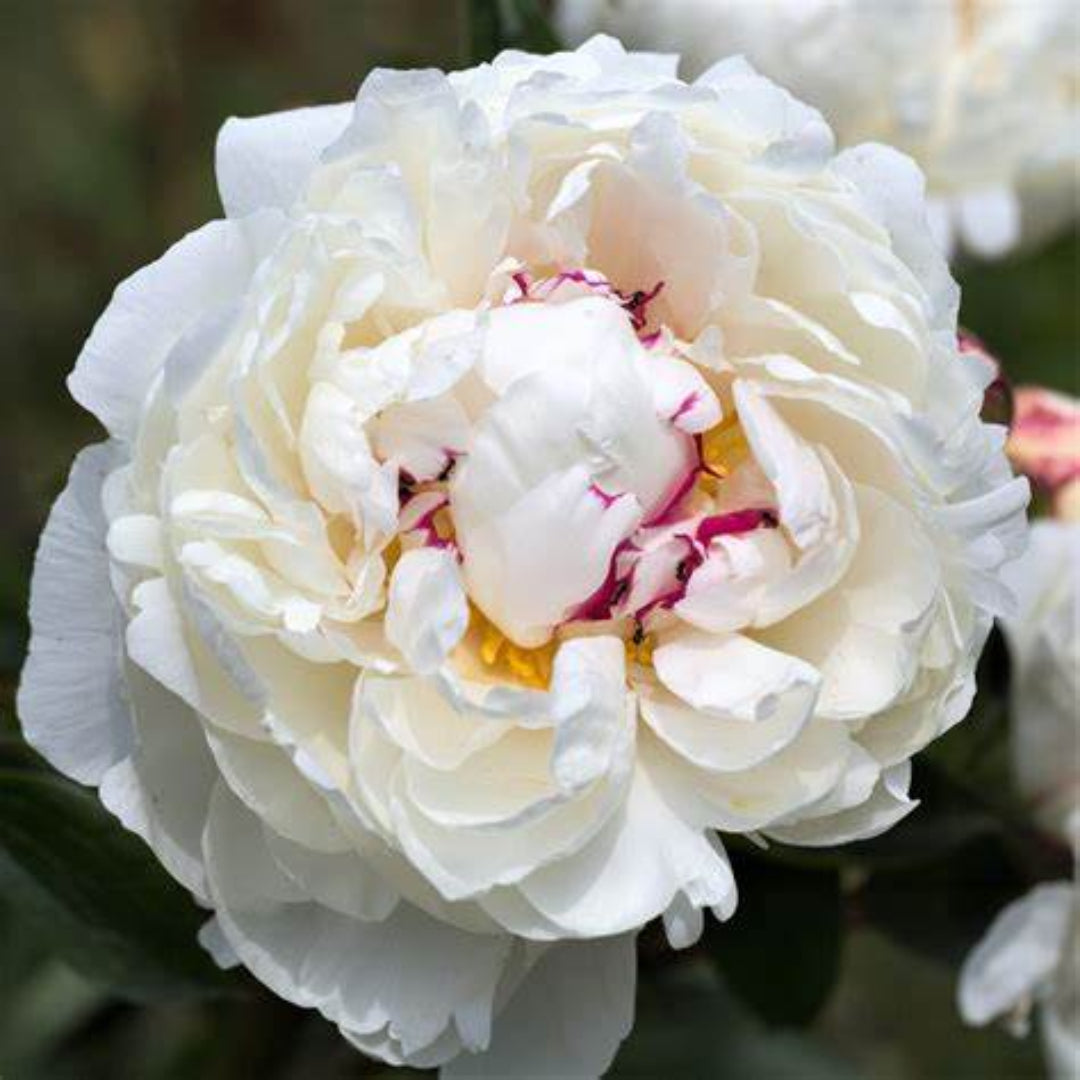 Festiva Maxima peony