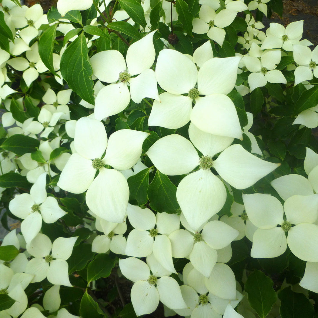 Greensleeves Kousa Dogwood Tree