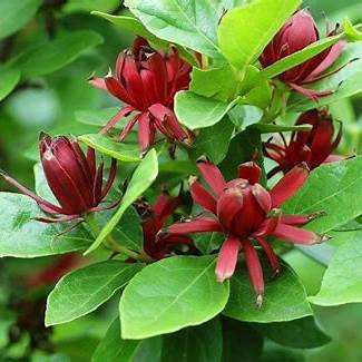 Carolina All Spice Sweet Shrub