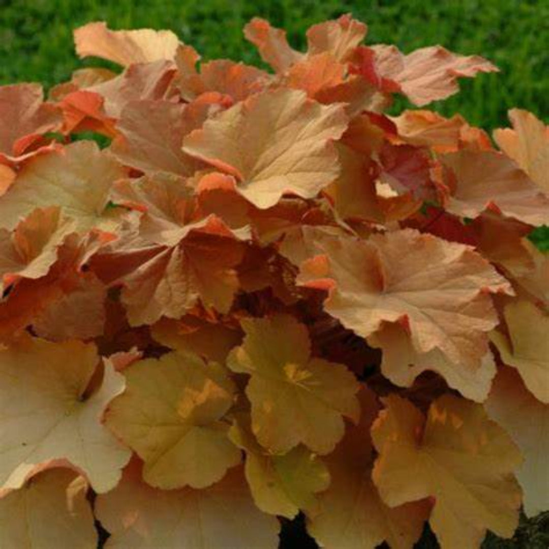 Heuchera x villosa &