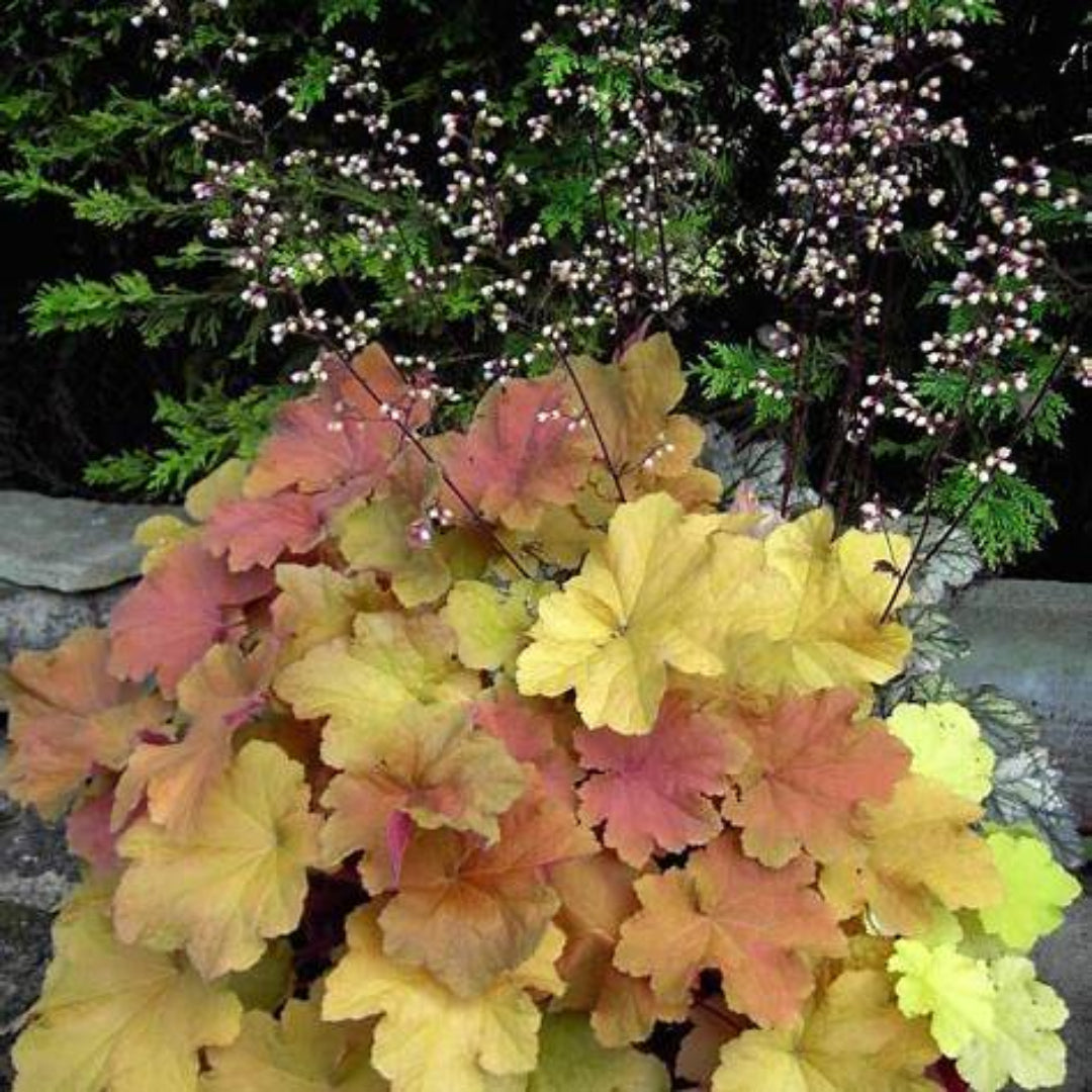 Heuchera x villosa &