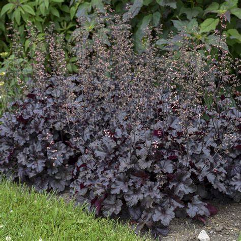 Heuchera Primo Black Pearl Coral Bells