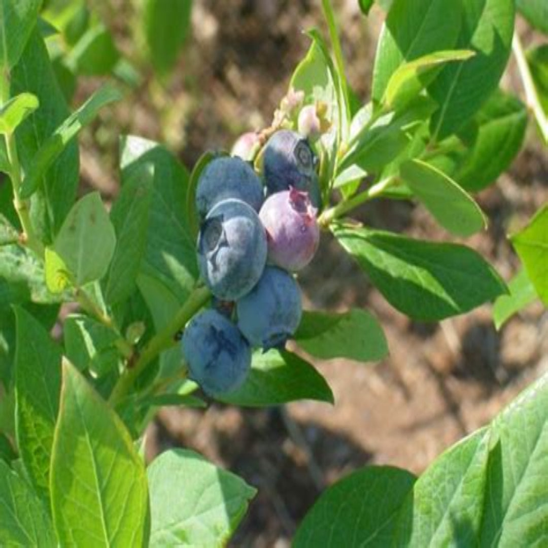Suziblue- Southern Highbush Blueberry Bush