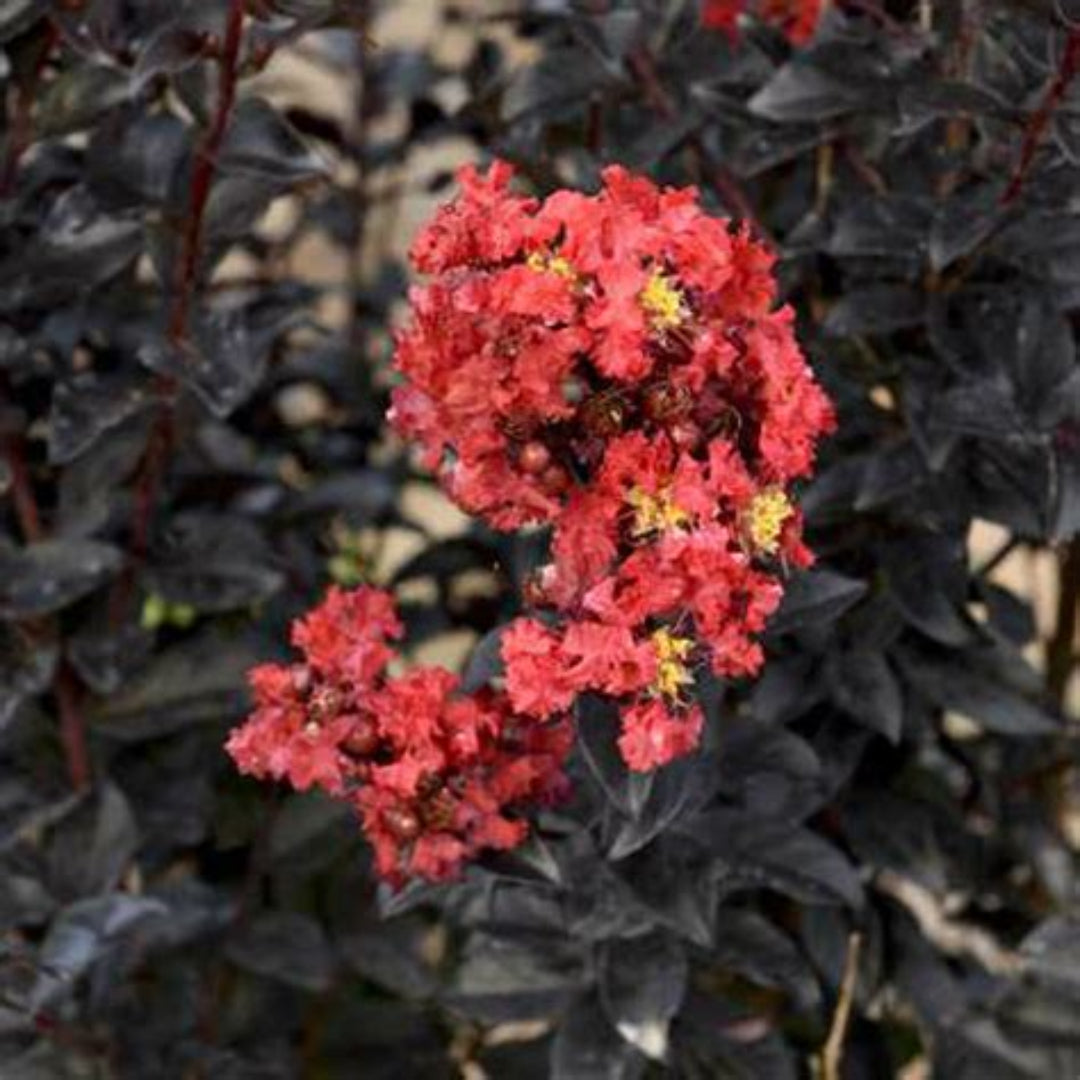 Crape Myrtle Sunset Magic