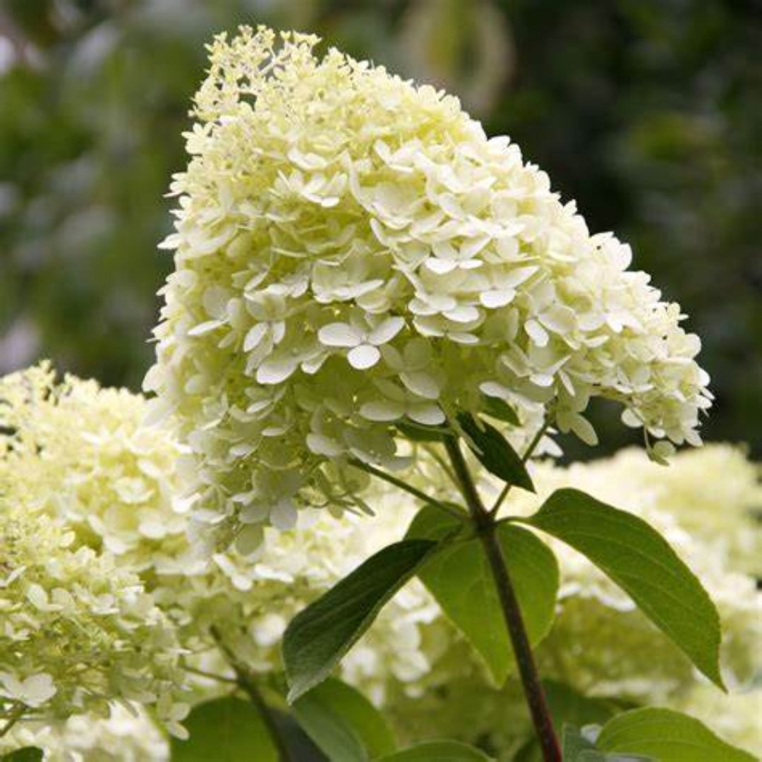 Silver Dollar Hydrangea