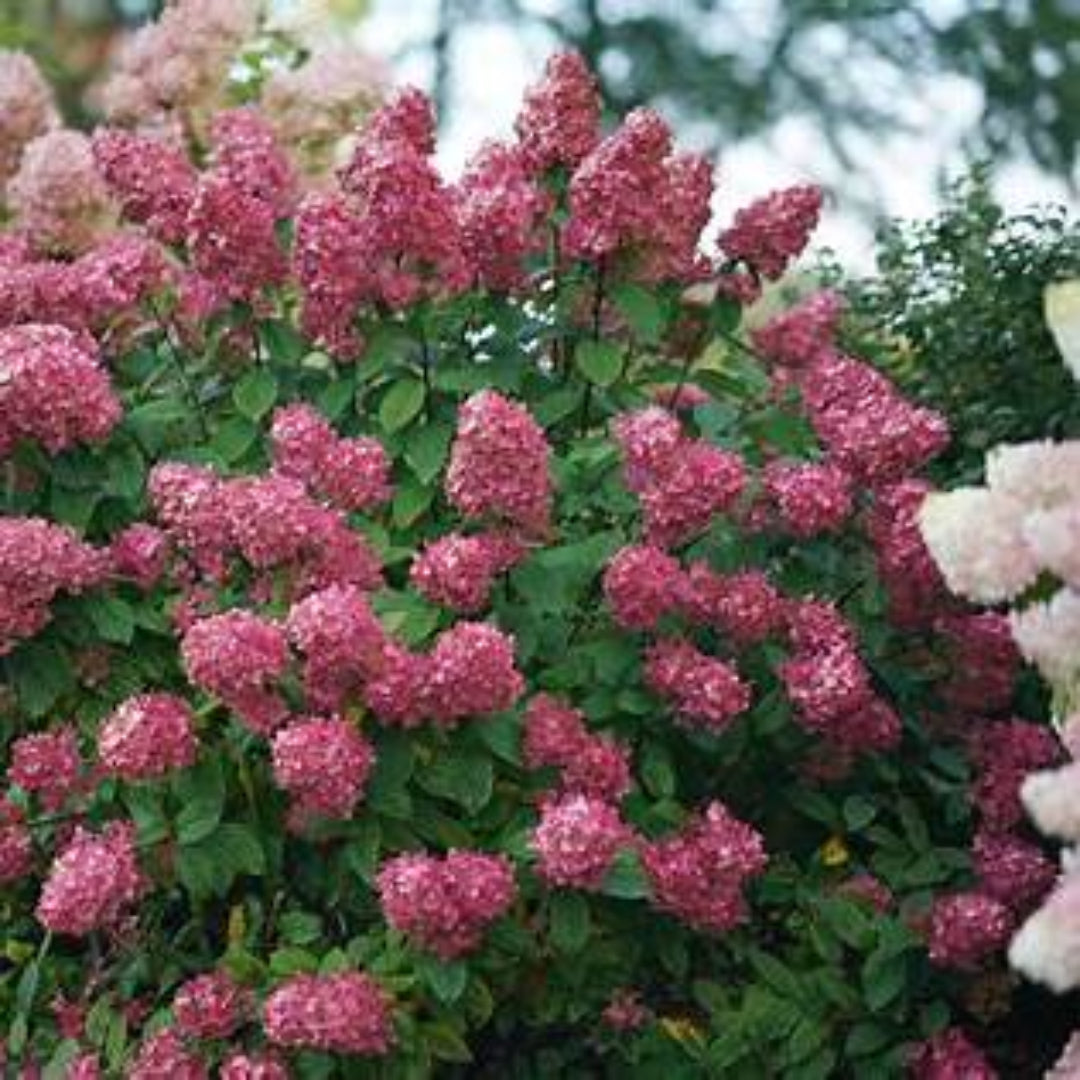 Fire Light Panicle Hydrangea