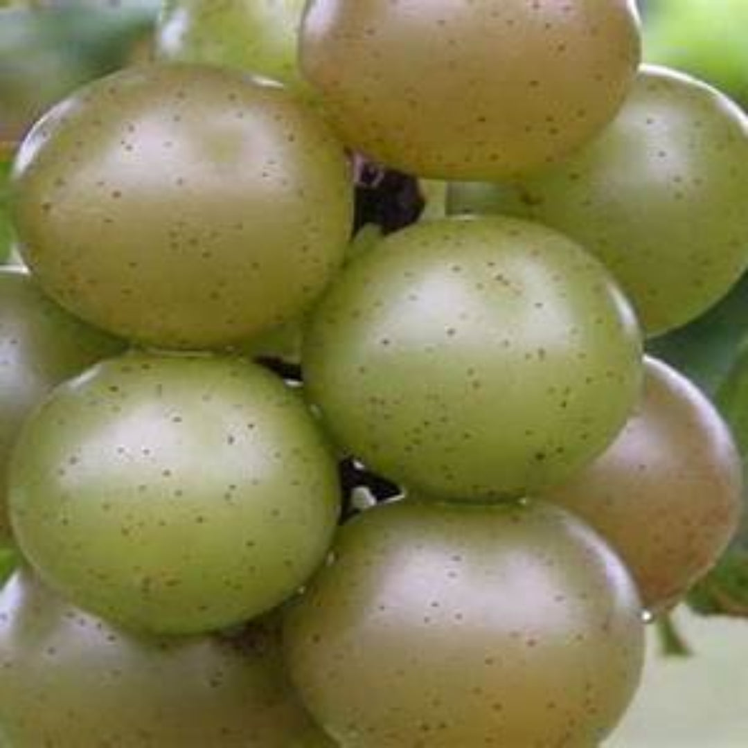 Doreen Muscadine Grape