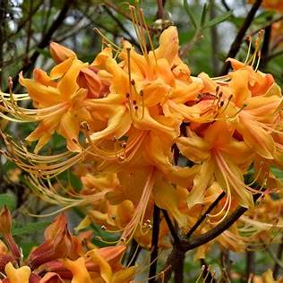 Rhododendron Austrinum Cheerleader Azalea