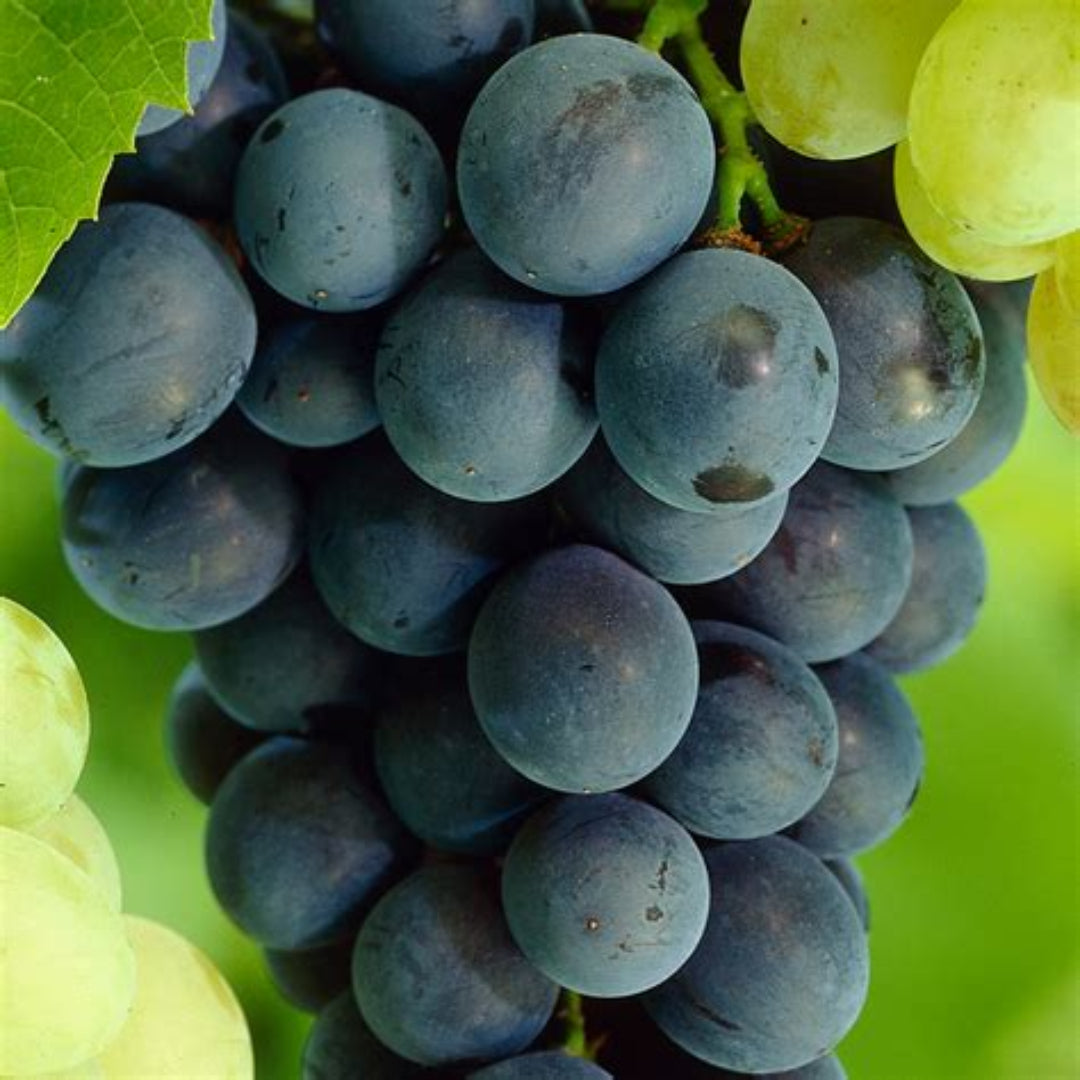 Glenora Blue Seedless Grapes