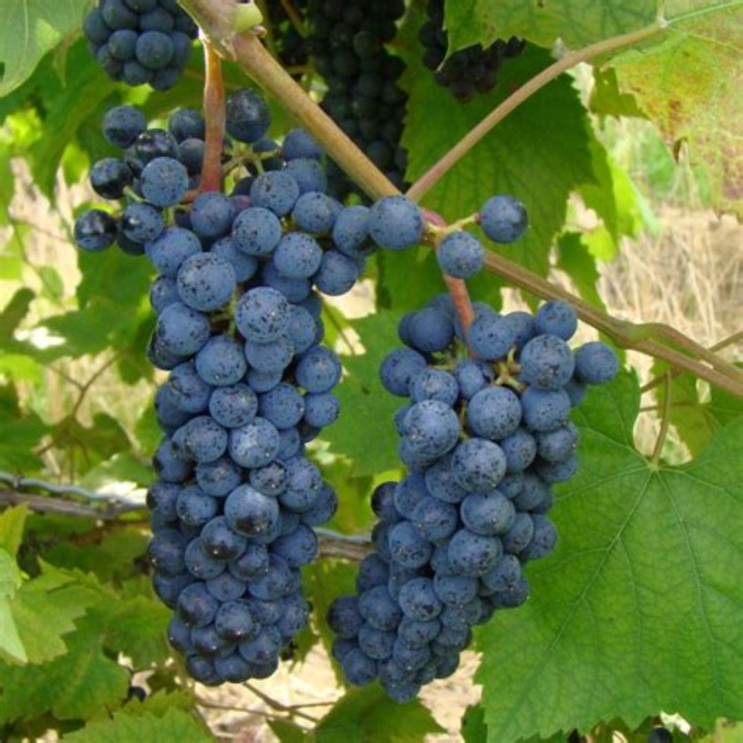 Marechal Foch - Grapes for Red wine