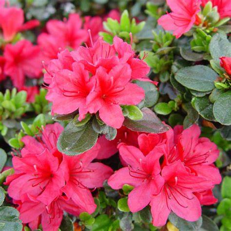 Hino-Crimson (Hybrid) Azalea