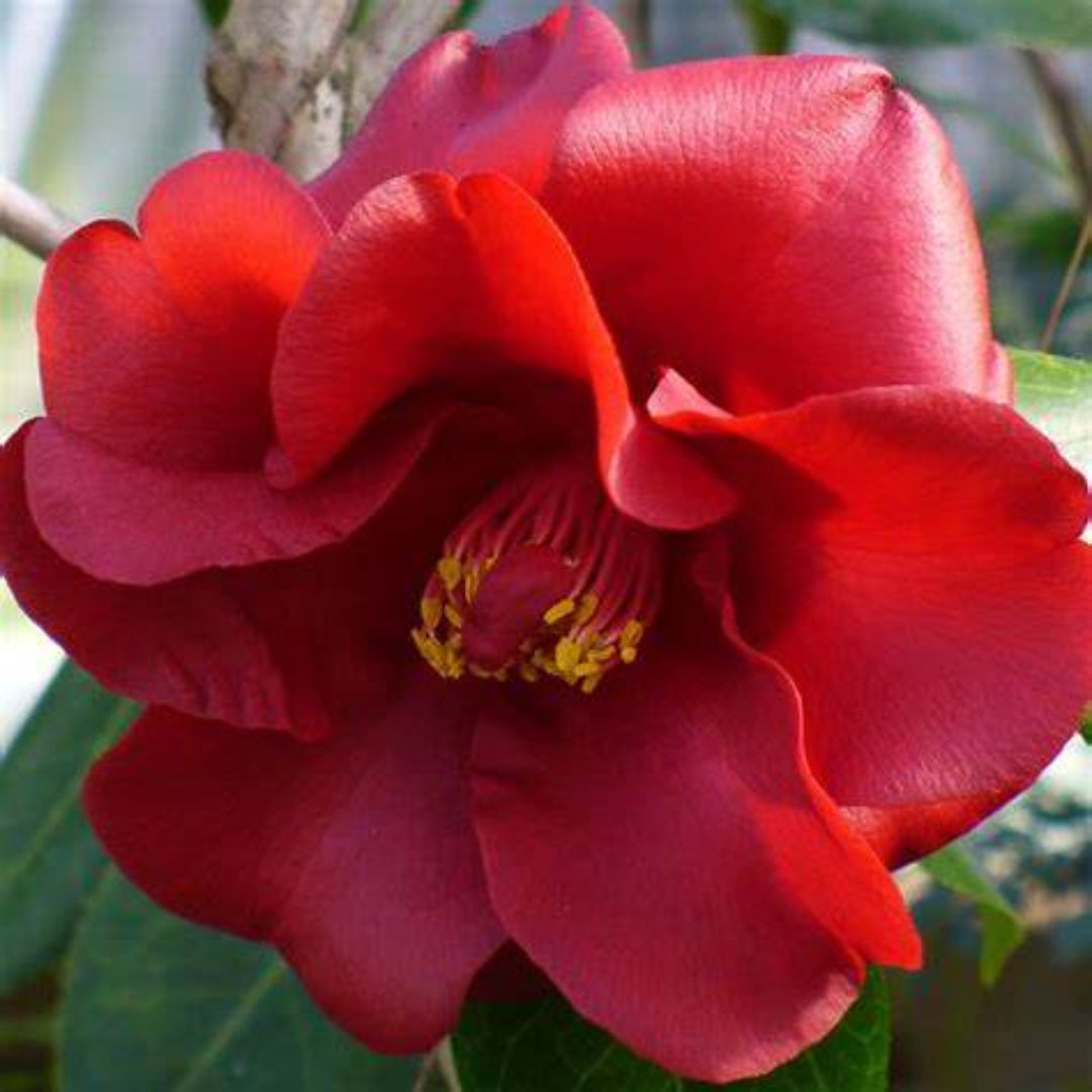 Camellia Flame-Showy Red Round Blooms