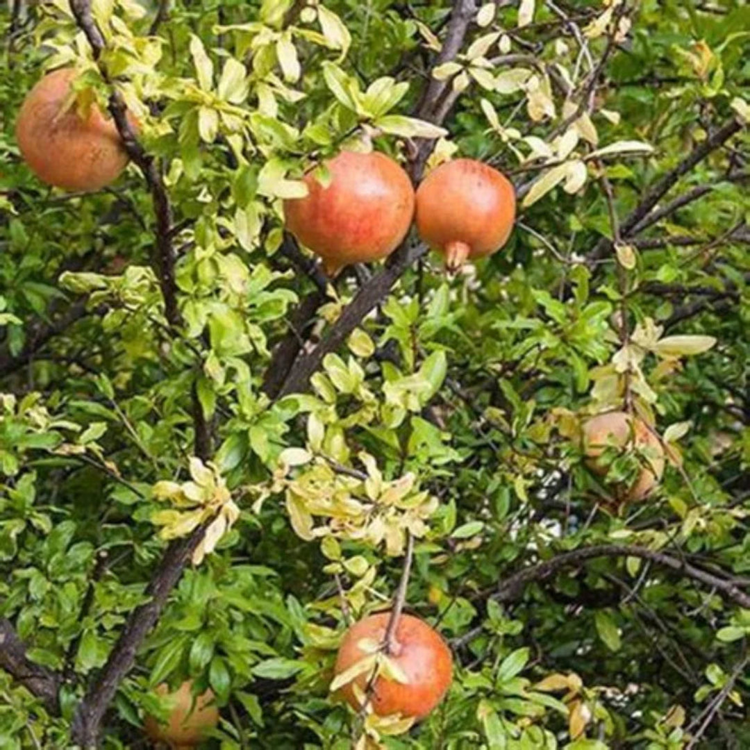 Vibrant red fruits growing on Russian Pomegranate Tree