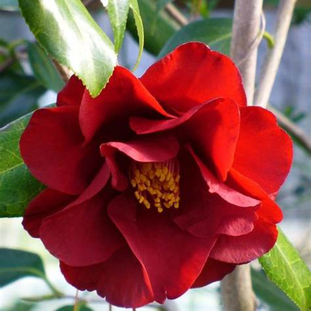 Camellia Flame-Showy Red Round Blooms