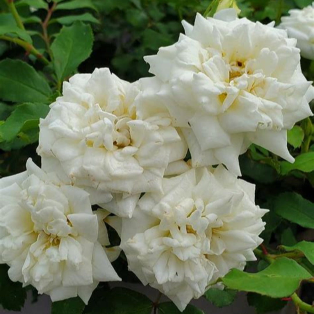White Drift Rose