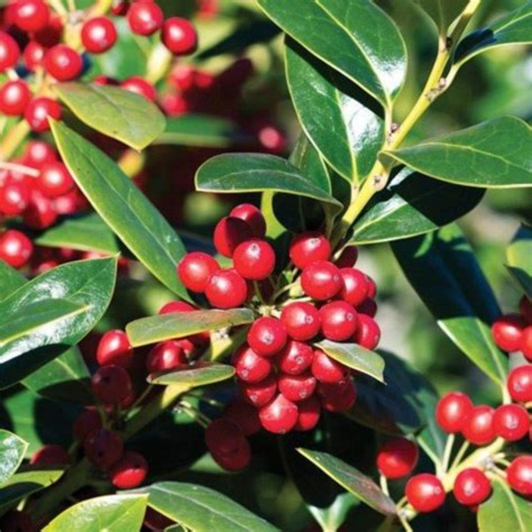 Needlepoint Holly Shrub