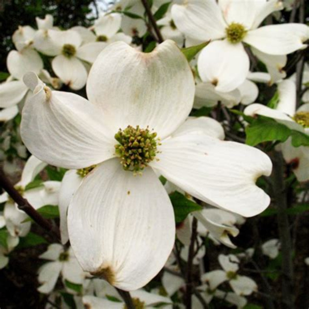 Super Cherokee Princess Dogwood Tree