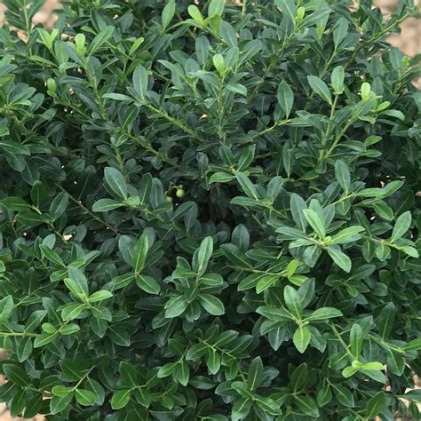 Green Luster Holly