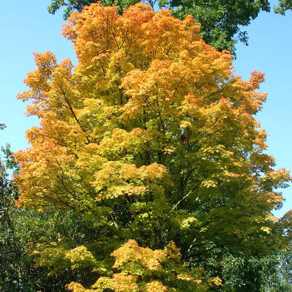 Coral Bark Japanese Maple displayed with structured branches and rich color