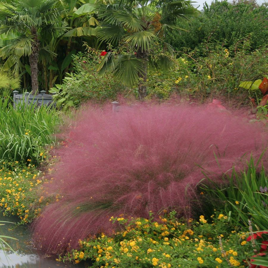 Purple Muhly Grass