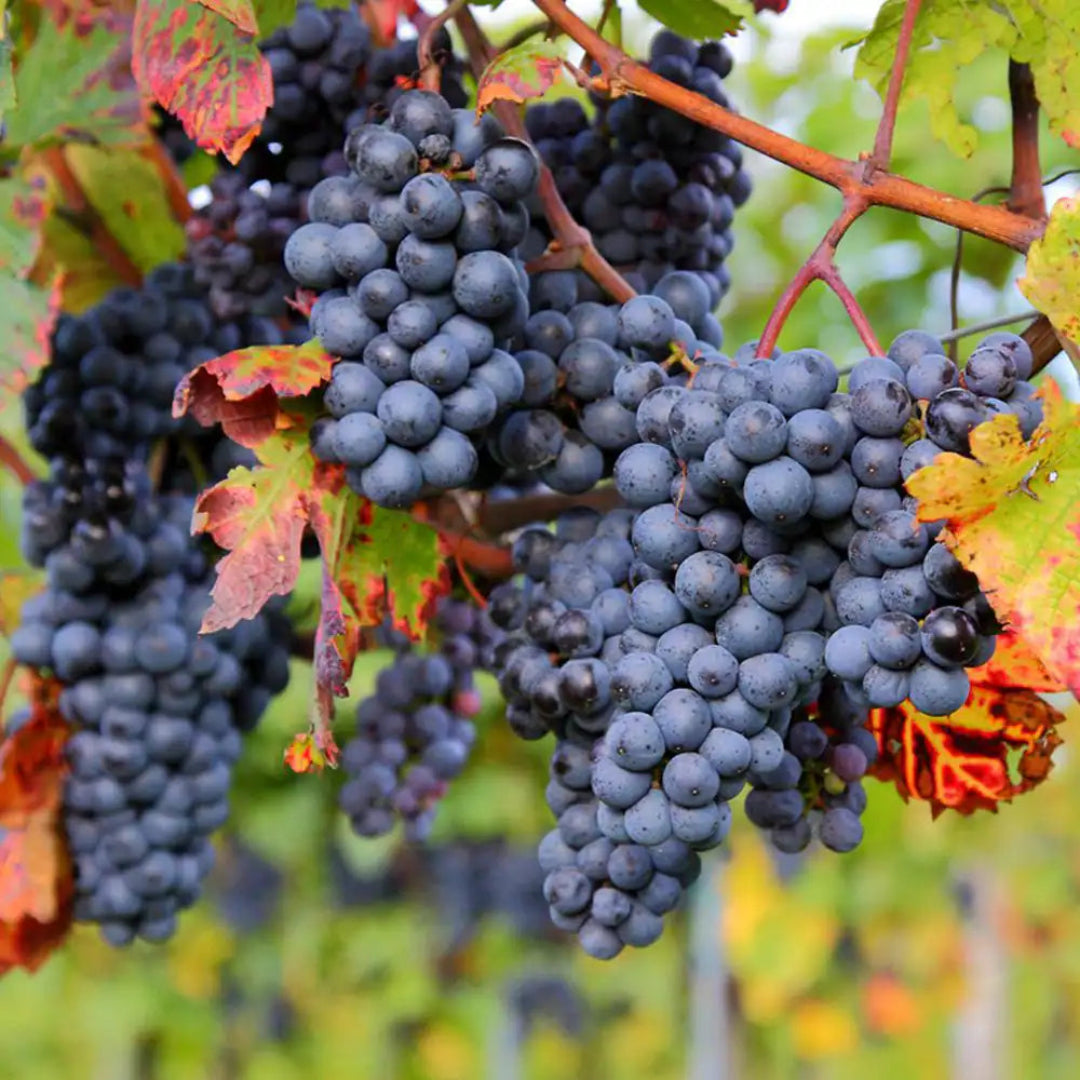 Zinfandel Black Grape vine