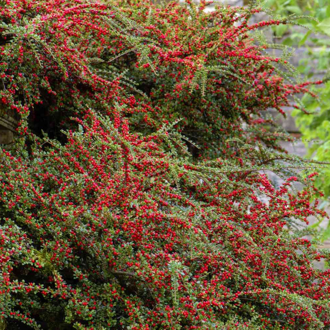 Cotoneaster Repandens