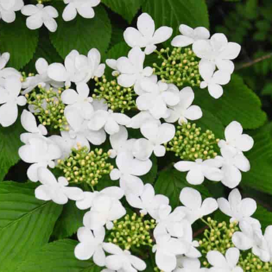 Japanese Snowball Viburnum Shrub