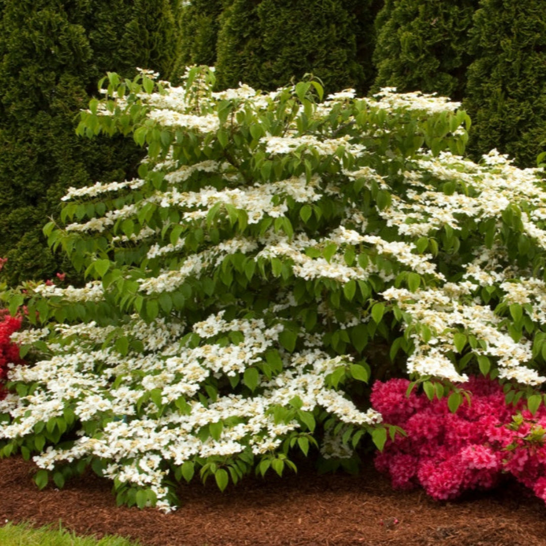 Shasta Viburnum Shrub