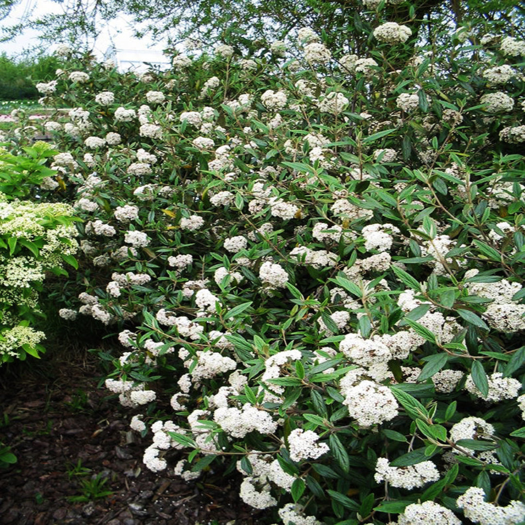 Pragense Viburnum Shrub