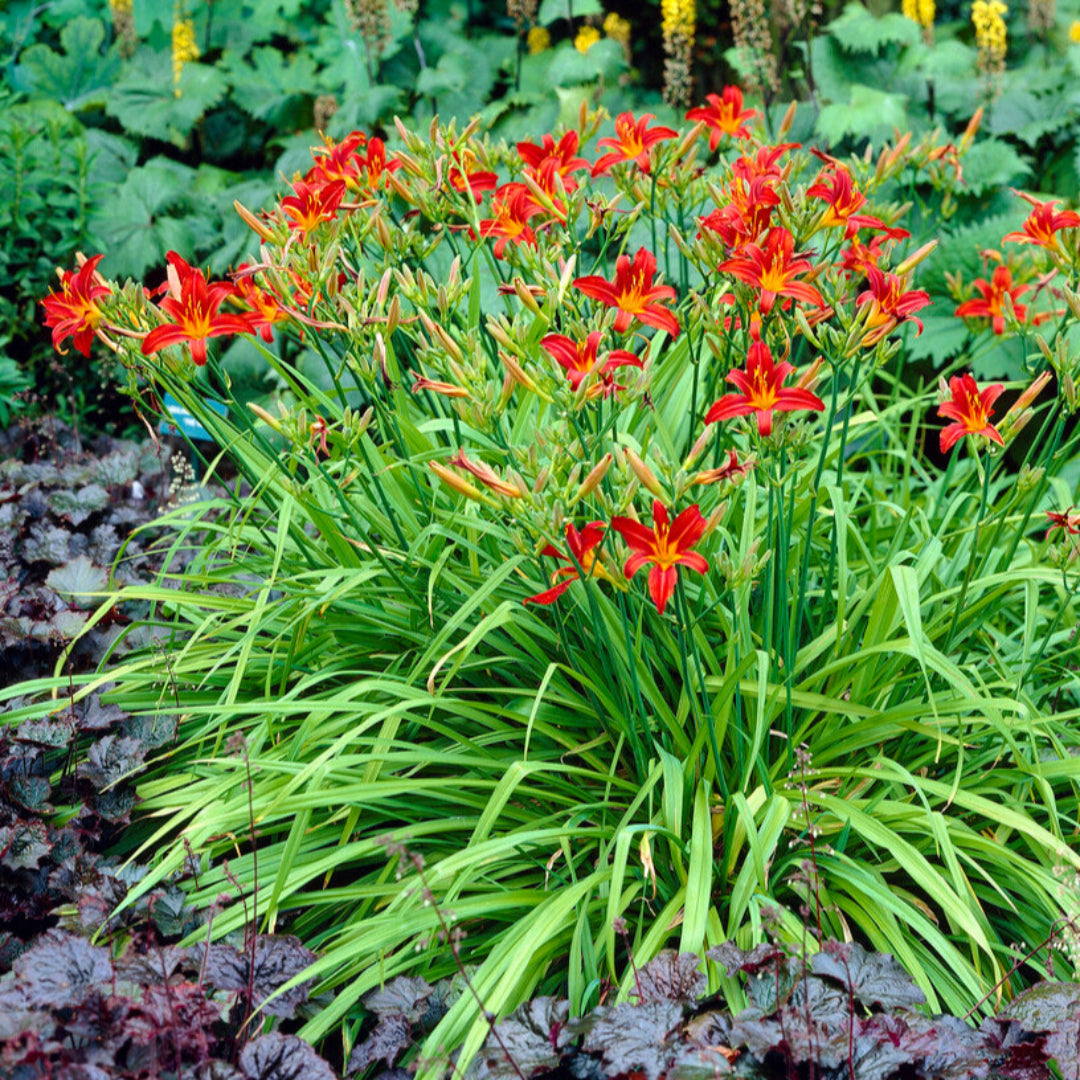 Sammy Russell Red Daylily Hemerocallis – Bright Red Flower