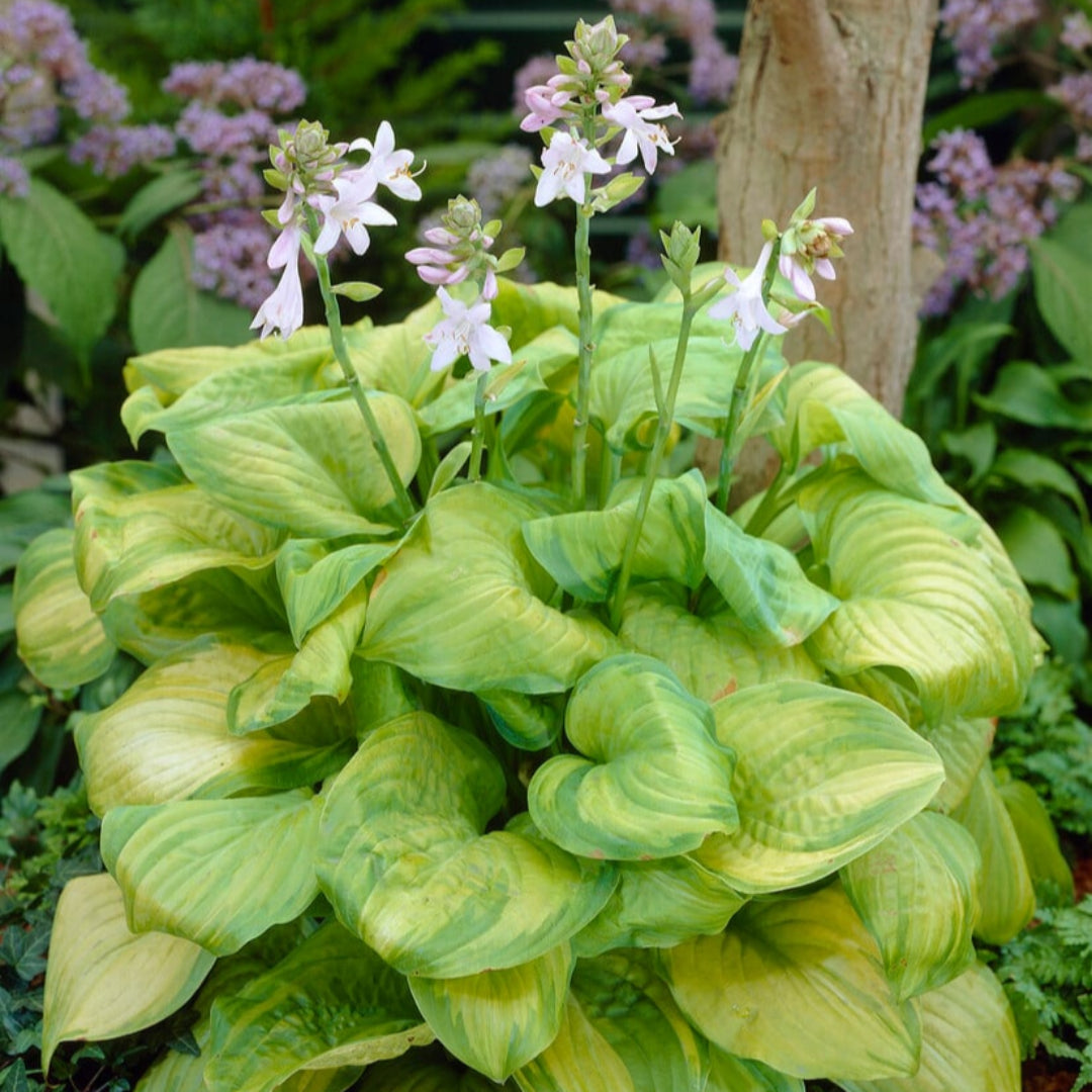Hosta &