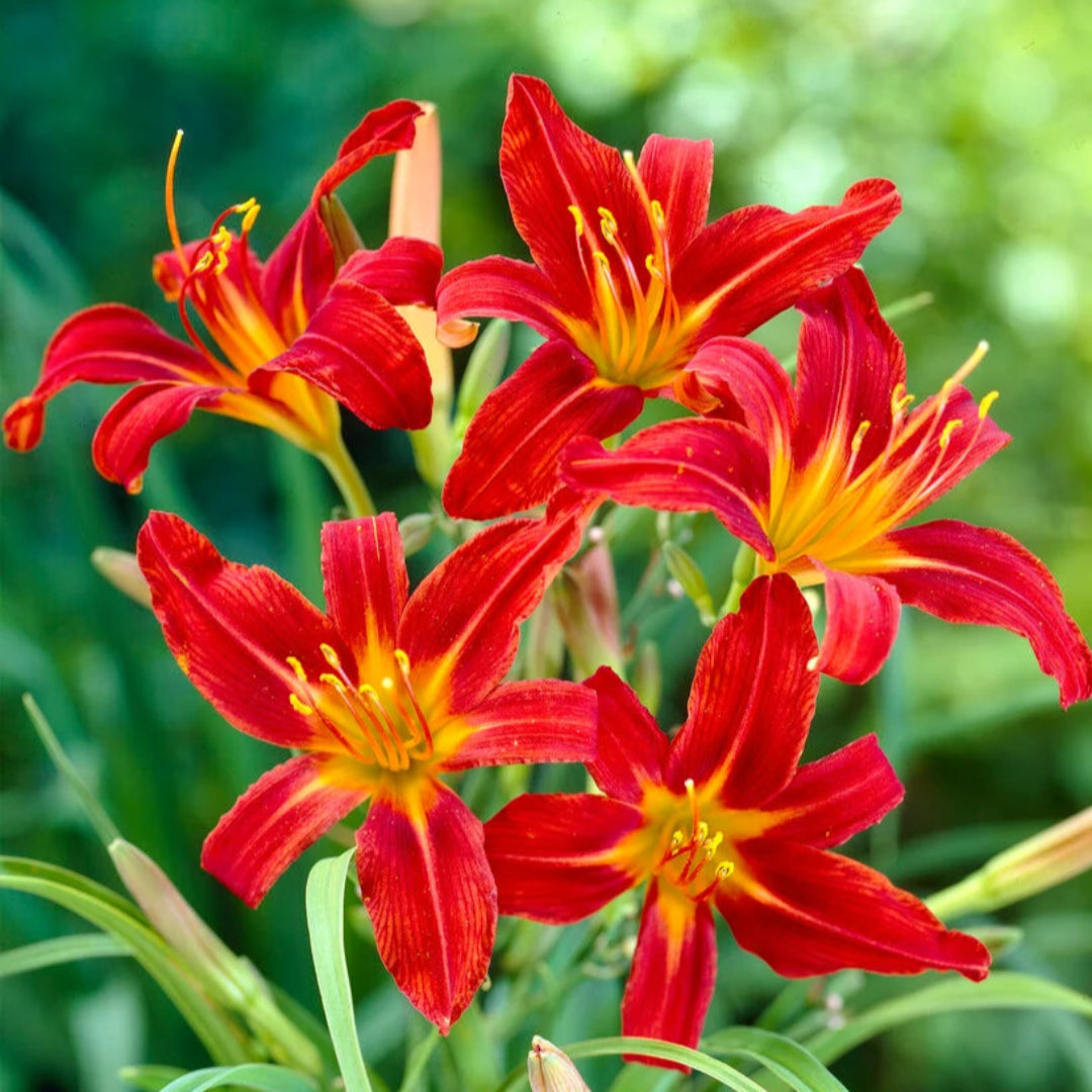 Sammy Russell Red Daylily Hemerocallis – Bright Red Flower