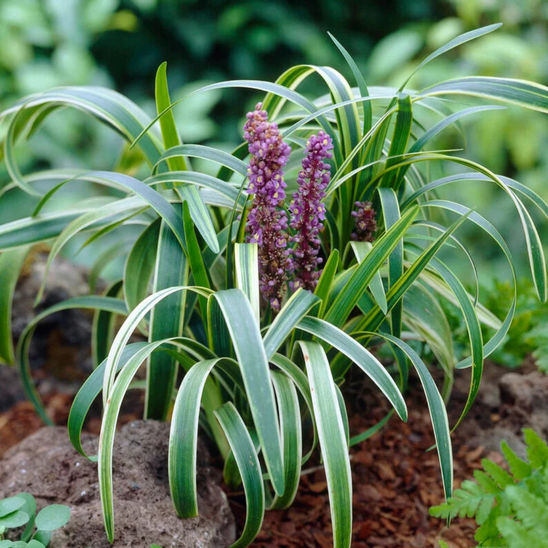 Liriope Muscari &