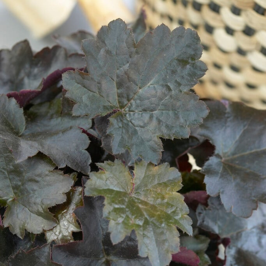 Heuchera Blackout