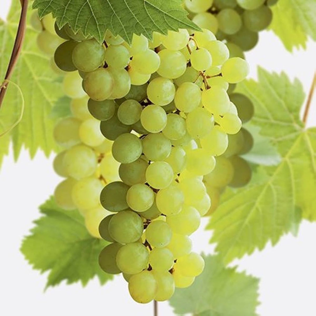 Compassion White Seedless Grape