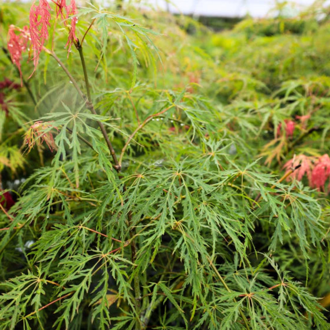 Seiryu Japanese Maple