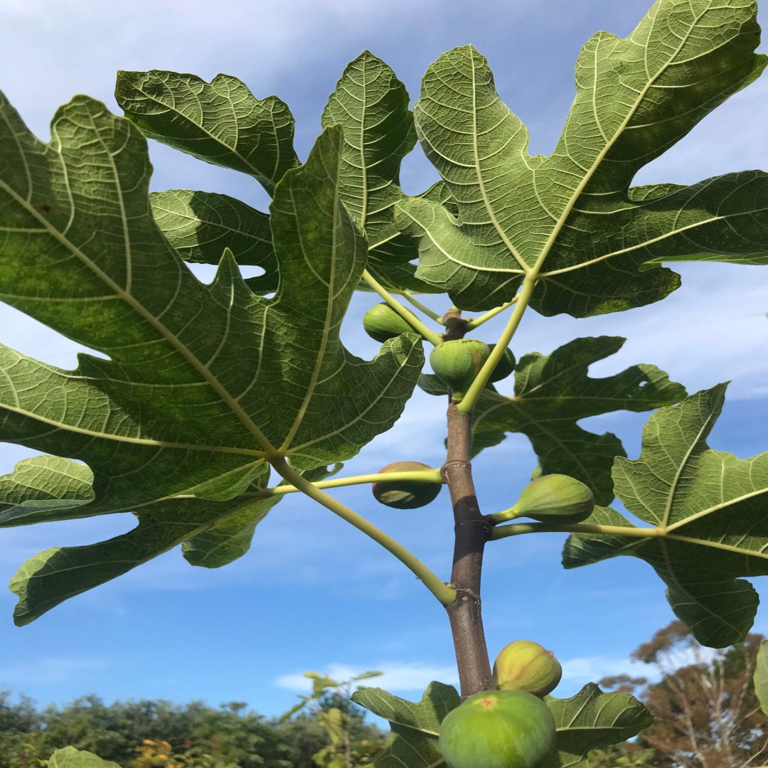 Brown Turkey Fig Tree starter plant for home gardens