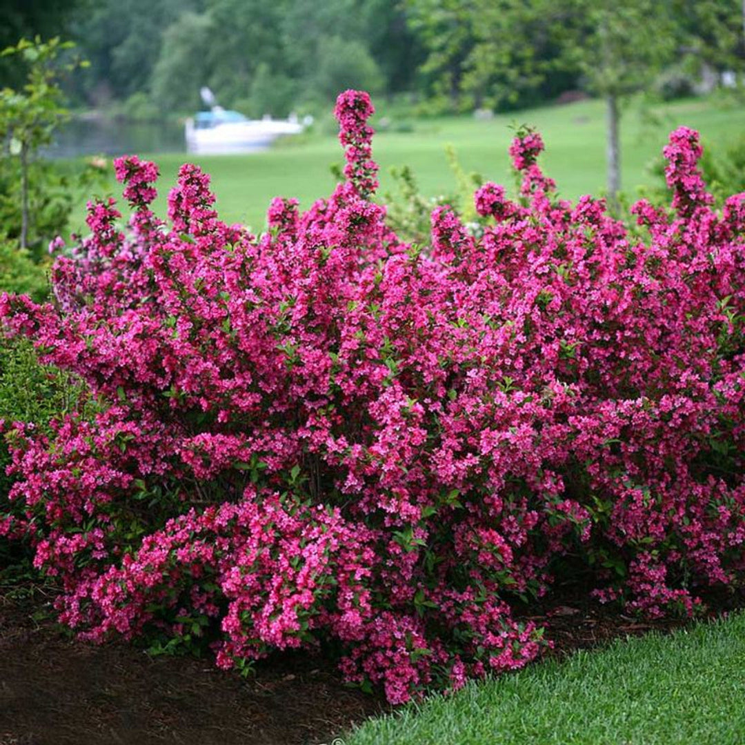Pink Weigela Tree