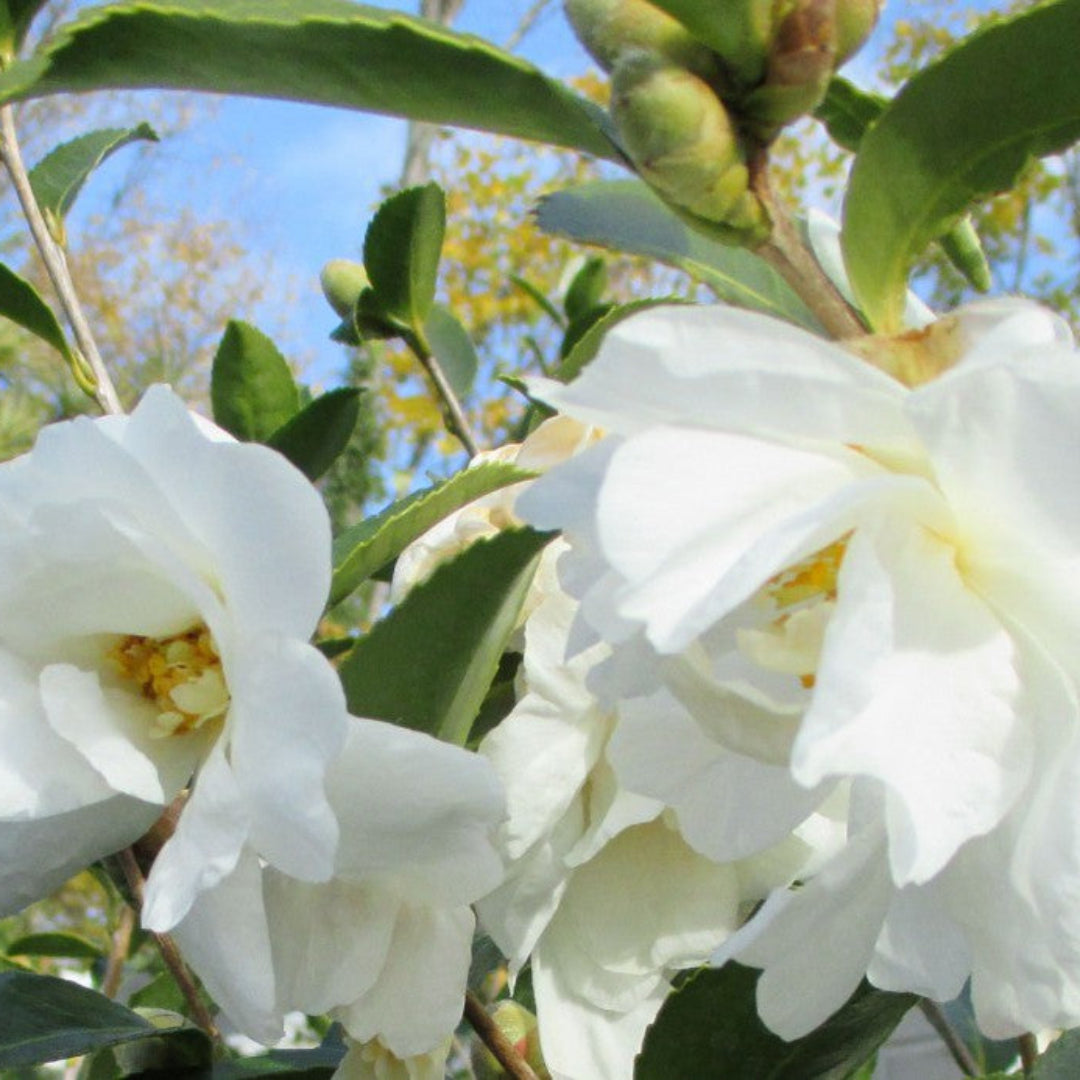 Northern Exposure Camellia