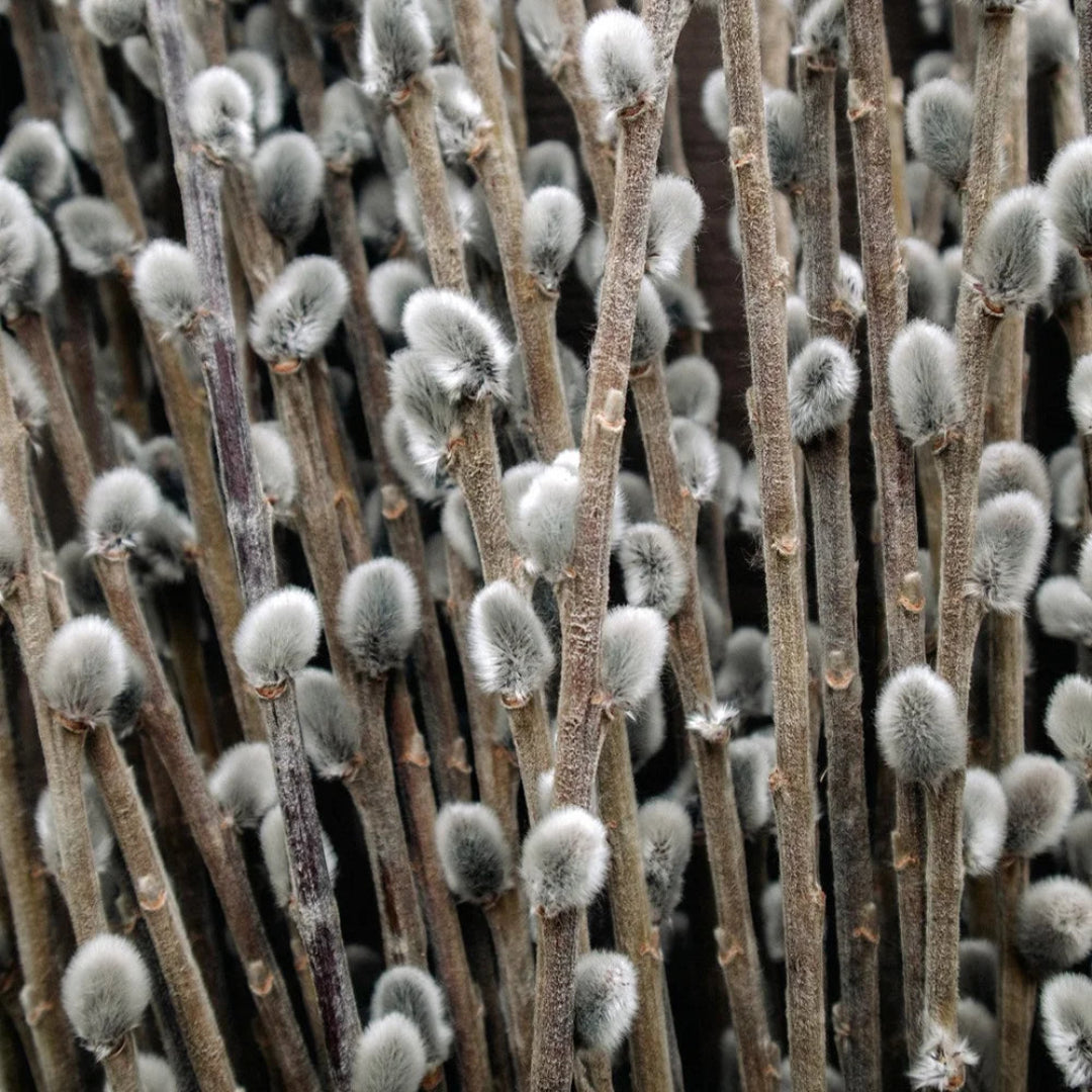 French Pussy Willow