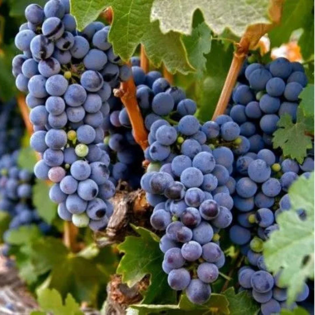 Zinfandel Black Grape vine