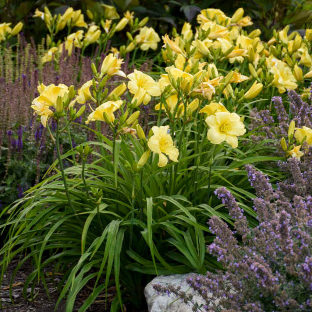 1 Gallon Pot: Hemerocallis Rainbow Rhythm 'Going Bananas' PP17164 Daylily