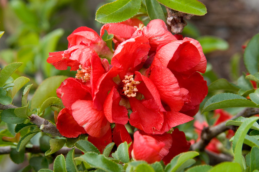 Texas Scarlet Flowering Quince - Chaenomeles Japonica 'Texas Scarlet a Beautiful Spreading Shrub with Georgeous Fiery Red, Apple-Blossom-Like Flowers.