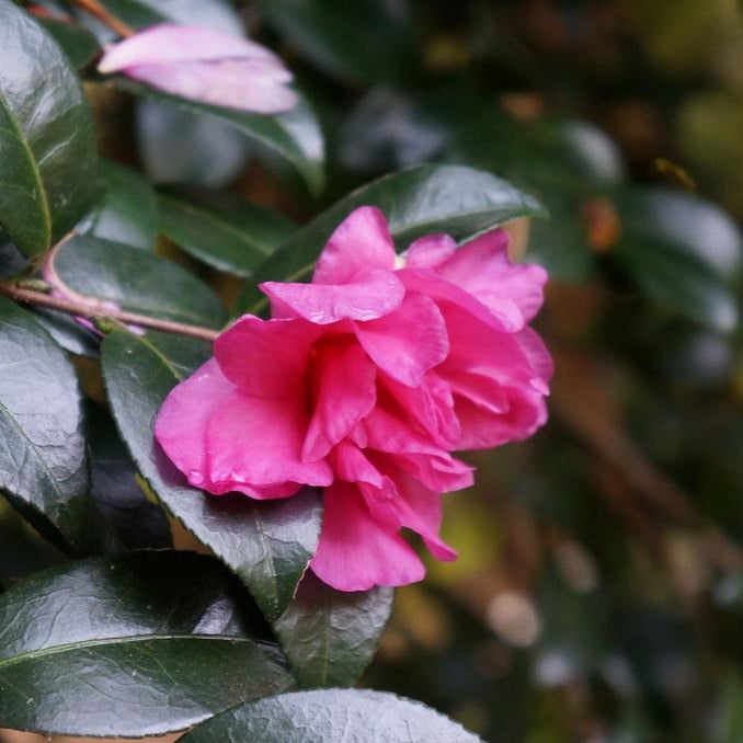 William Lanier Hunt Camellia-Stunning Deep Rose-Red Blooms