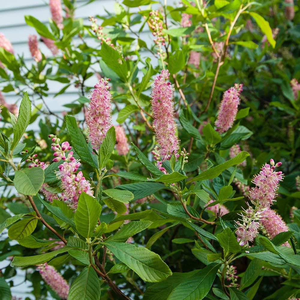 Ruby Spice Clethra, Gorgeous Frangrant Pink Bottlebrush Blooms, Very Cold Hardy To -30F