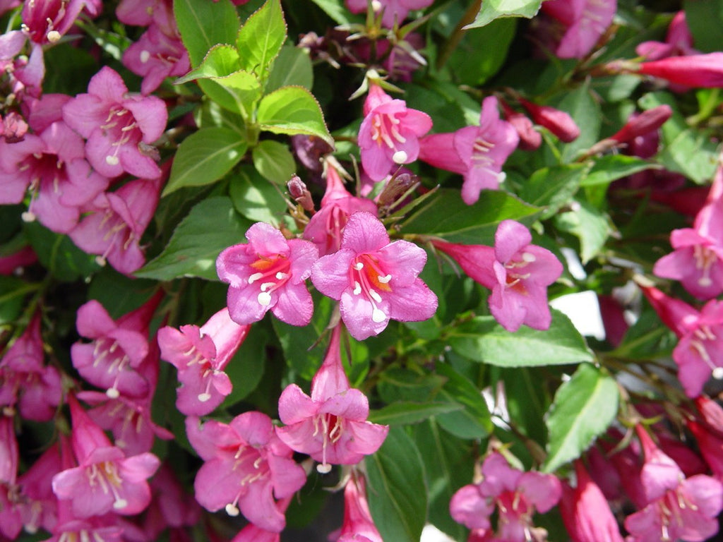 (1 Gallon) 'Tango' Weigela Florida, Attractive, Greenish, Purple Foliage, Long Blooming, Red, Funnel-Shape Flowers with Yellow Throats