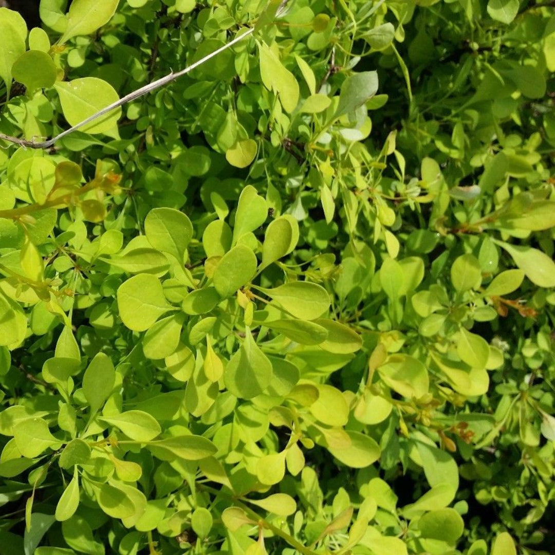 (Liner/Starter) Aurea Barberry Japanese Barberry, Showy Yellow Foliage