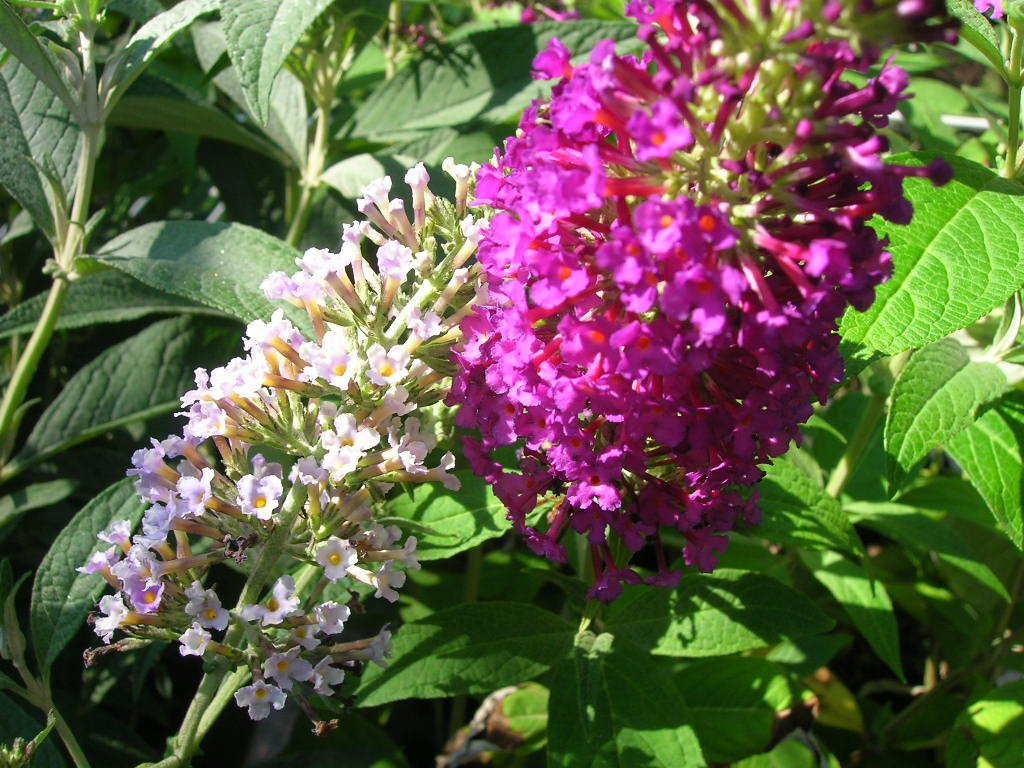 (1 Gallon) Attraction' Butterfly Bush, Dark Reddish Purple Flowers, Introduced By Michael Dirr, 'A Truly Red Variety'