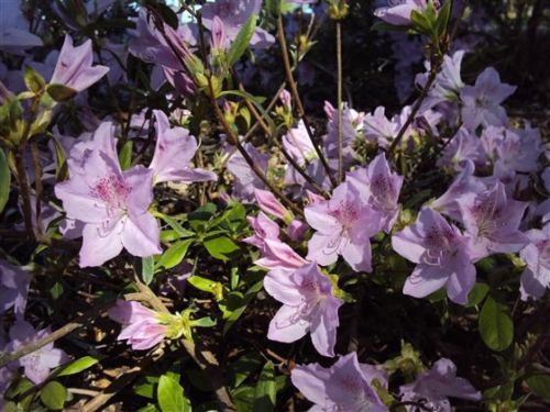 (1 Gallon) Mildred Mae-Hybrid Azalea, Delicate Lavender Flowers, Compact Evergreen Shrub